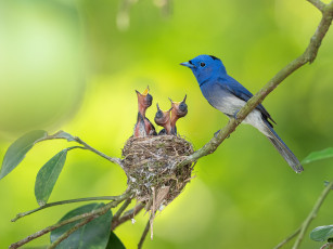 обоя животные, гнезда птиц, гнездо