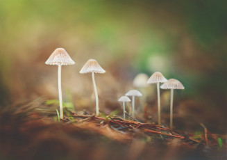 Картинка природа грибы