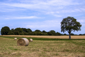 Картинка природа поля поле