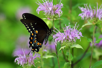 Картинка животные бабочки +мотыльки +моли бабочка