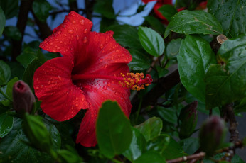 обоя цветы, гибискусы, алый, гибискус, капли