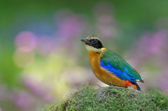 Картинка животные питты птица