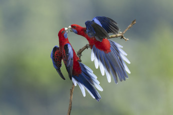 Картинка животные попугаи