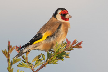 Картинка животные птицы птица