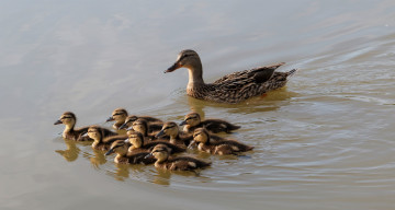 Картинка животные утки