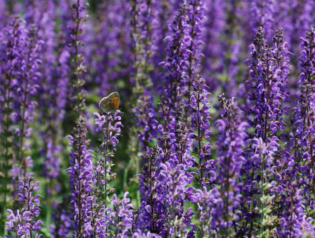 Обои картинки фото цветы, лаванда, луг