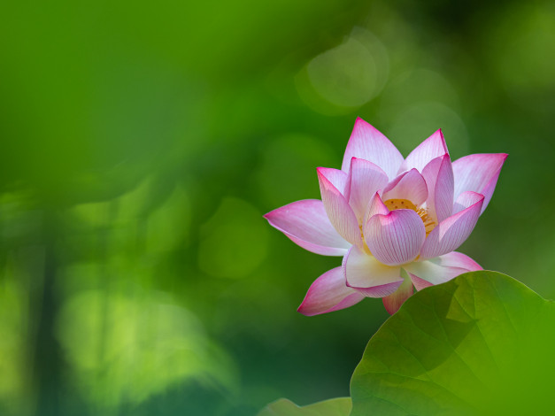 Обои картинки фото цветы, лотосы, лотос