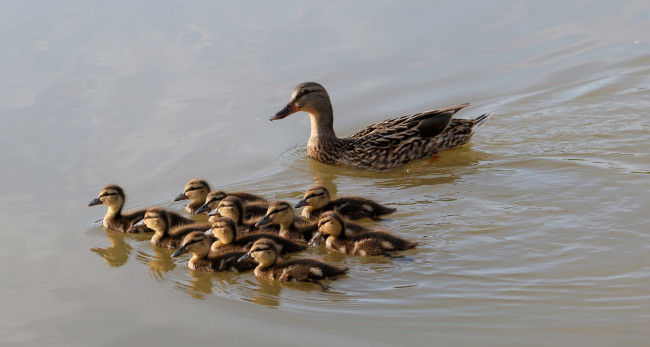 Обои картинки фото животные, утки