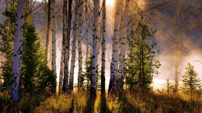 Обои картинки фото north fork, idaho, природа, лес, north, fork