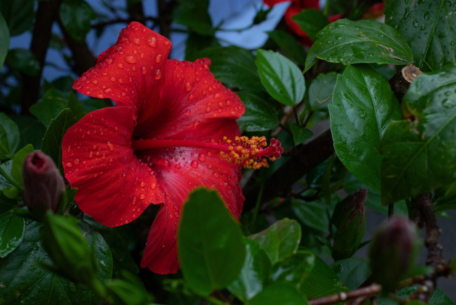 Обои картинки фото цветы, гибискусы, алый, гибискус, капли