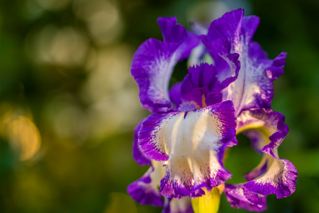 Обои картинки фото цветы, ирисы