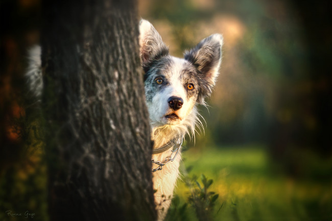 Обои картинки фото животные, собаки, собака