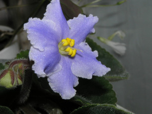 Картинка цветы фиалки