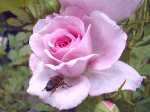 Картинка цветы розы