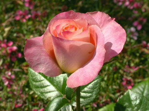 Картинка цветы розы