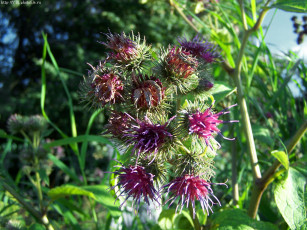 Картинка колючка цветы Чертополох репейник