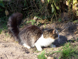 Картинка котенок животные коты