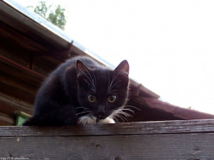 Картинка котенок животные коты