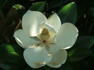 Картинка магнолия цветы магнолии