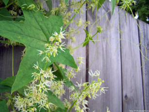 Картинка вьюнок цветы