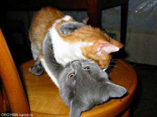 Картинка животные коты