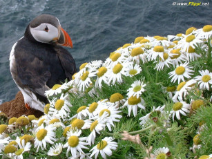 Картинка животные тупики