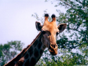 Картинка животные жирафы