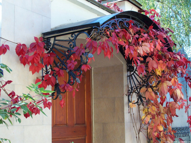 Обои картинки фото 