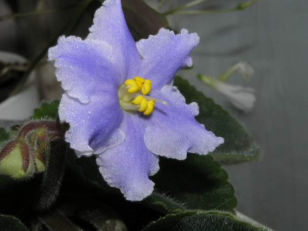 Обои картинки фото цветы, фиалки