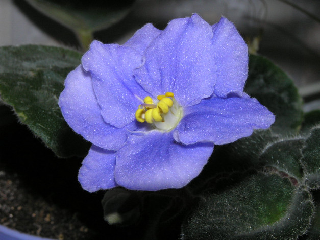 Обои картинки фото цветы, фиалки