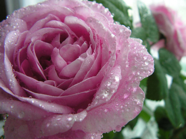 Обои картинки фото цветы, розы