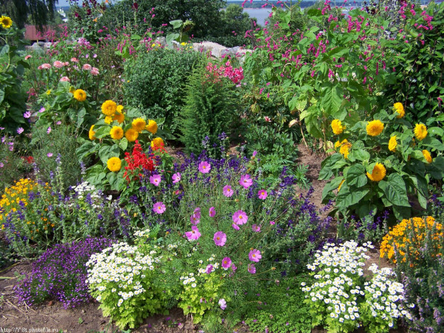 Обои картинки фото клумба, цветы, разные, вместе