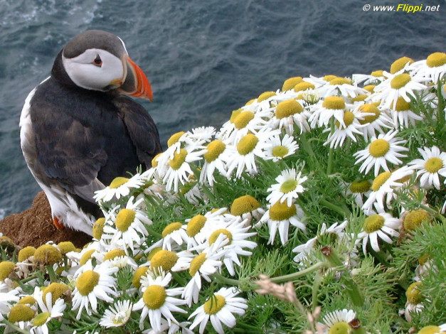 Обои картинки фото животные, тупики