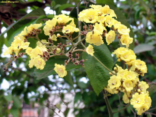 Картинка цветы цветущие деревья кустарники