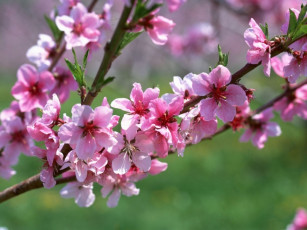 Картинка цветы цветущие деревья кустарники