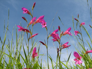 Картинка цветы луговые полевые