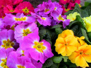 обоя цветы, примулы