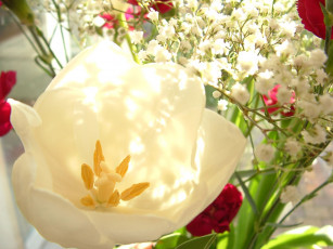 Картинка цветы тюльпаны