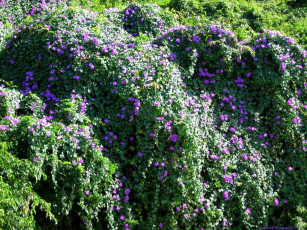 Картинка цветы вьюнки ипомеи