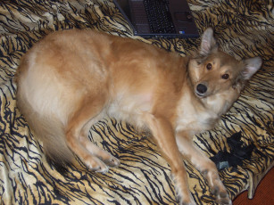 Картинка животные собаки