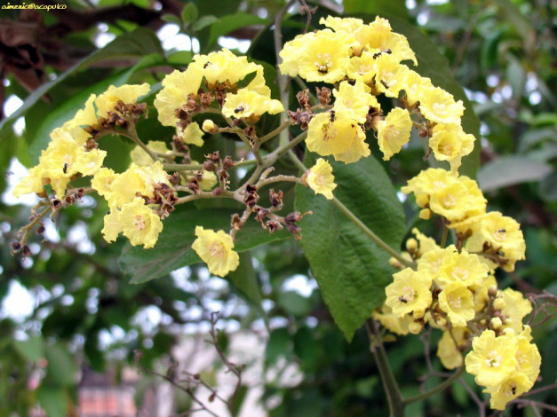 Обои картинки фото цветы, цветущие, деревья, кустарники