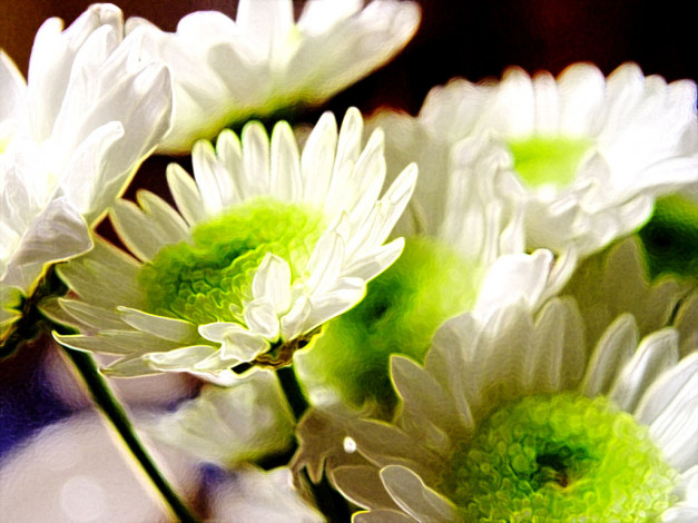 Обои картинки фото цветы, хризантемы