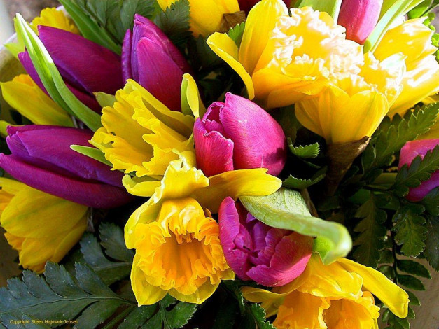 Обои картинки фото цветы, разные, вместе