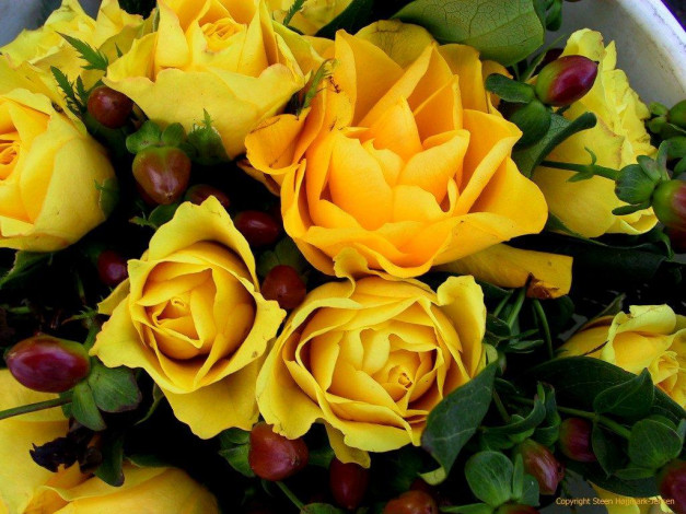 Обои картинки фото цветы, розы