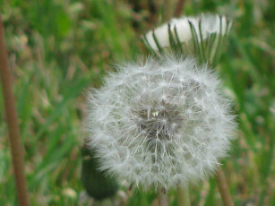 Картинка цветы одуванчики