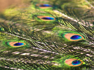 Картинка перо павлина разное перья