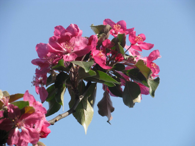 Обои картинки фото цветы, цветущие, деревья, кустарники