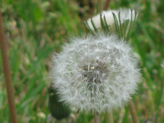 Обои картинки фото цветы, одуванчики