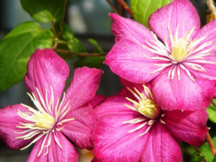 Картинка цветы клематис ломонос