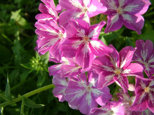 Картинка цветы клематис ломонос